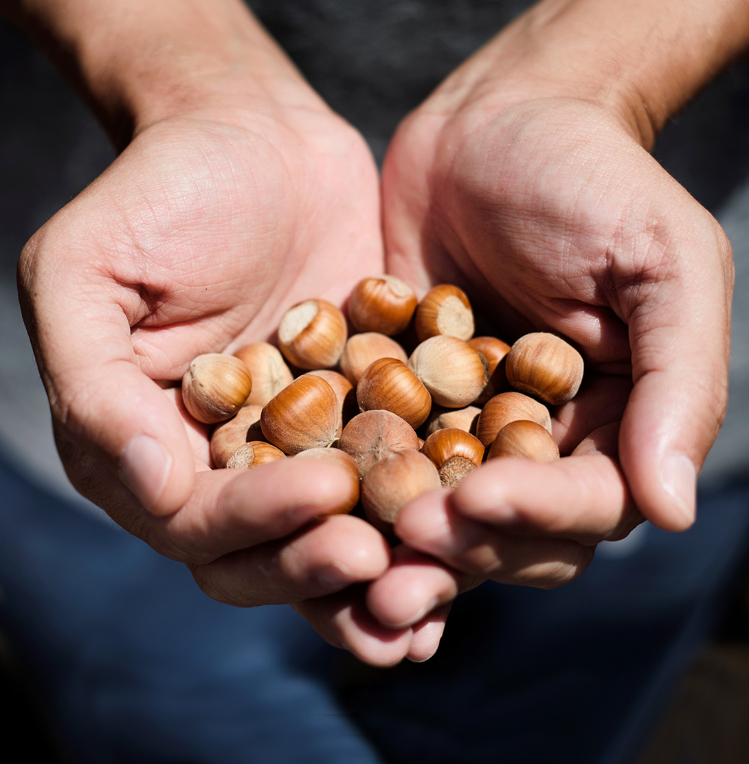 Nocciole produzione Italiana Tradenuts Azienda Agricola Corbisiero